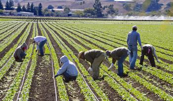 Migrant workers on a farm