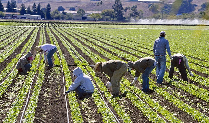 Migrant workers on a farm