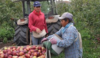 2 female farm workers harvesting apples